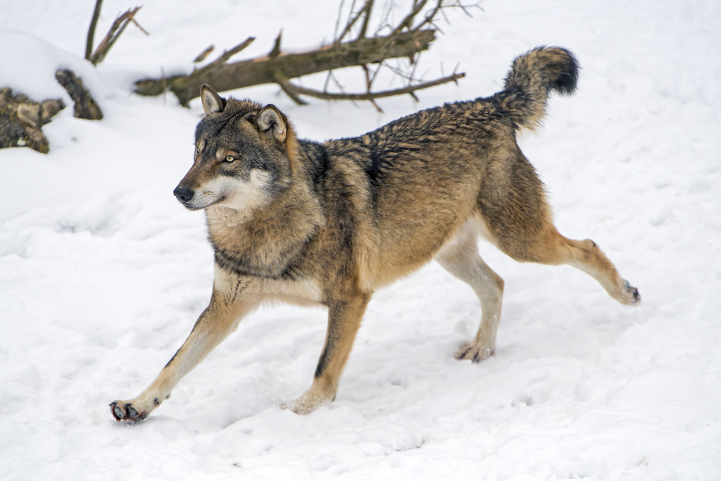 Good image example: wolf running in snow